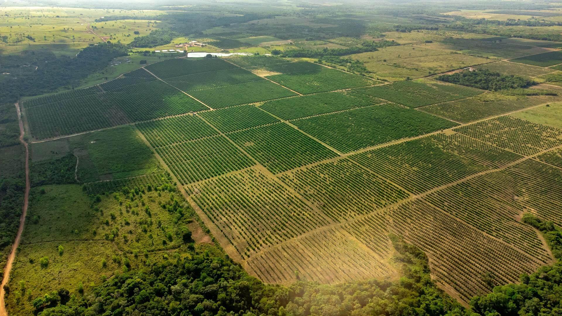 Lavoura e agronegócio brasileiro